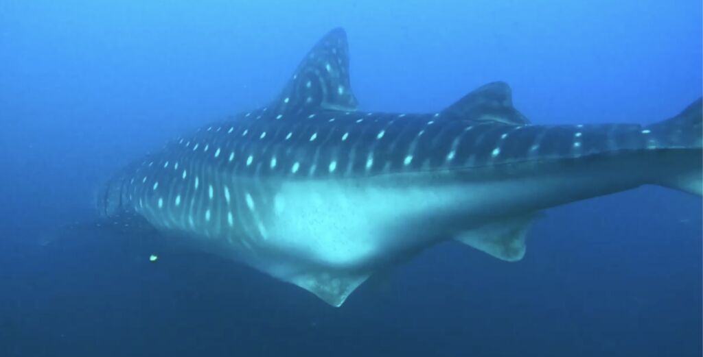 0537499e-8ebf-4507-9232-227f48b5fa29