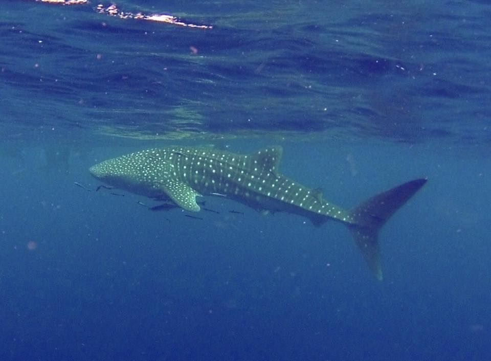 91629d00-126b-477e-9787-cc18e3e9292f