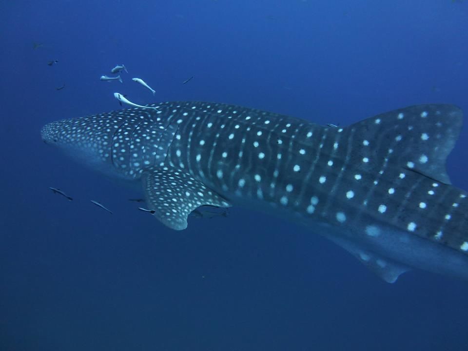 91629d00-126b-477e-9787-cc18e3e9292f