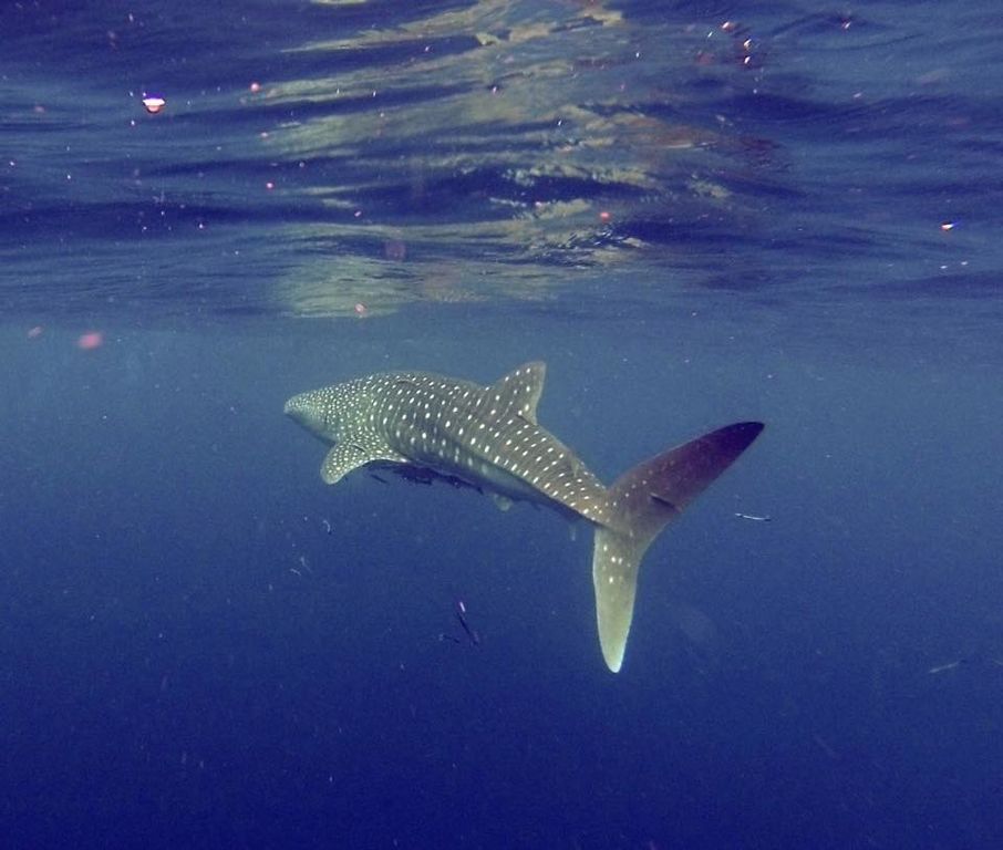 91629d00-126b-477e-9787-cc18e3e9292f