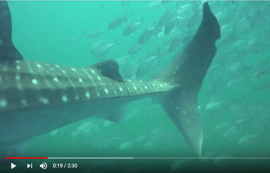 d0f19f62-b465-4c9a-928f-91c2b1528d84