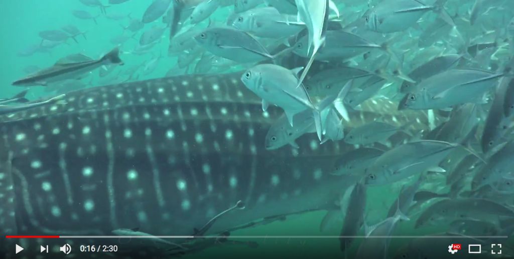 d0f19f62-b465-4c9a-928f-91c2b1528d84