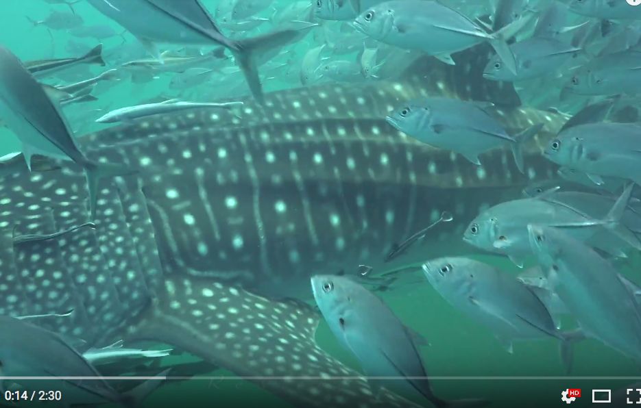 d0f19f62-b465-4c9a-928f-91c2b1528d84