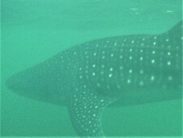 30e110ce-7d68-4827-aad3-fd5b77c3dff4