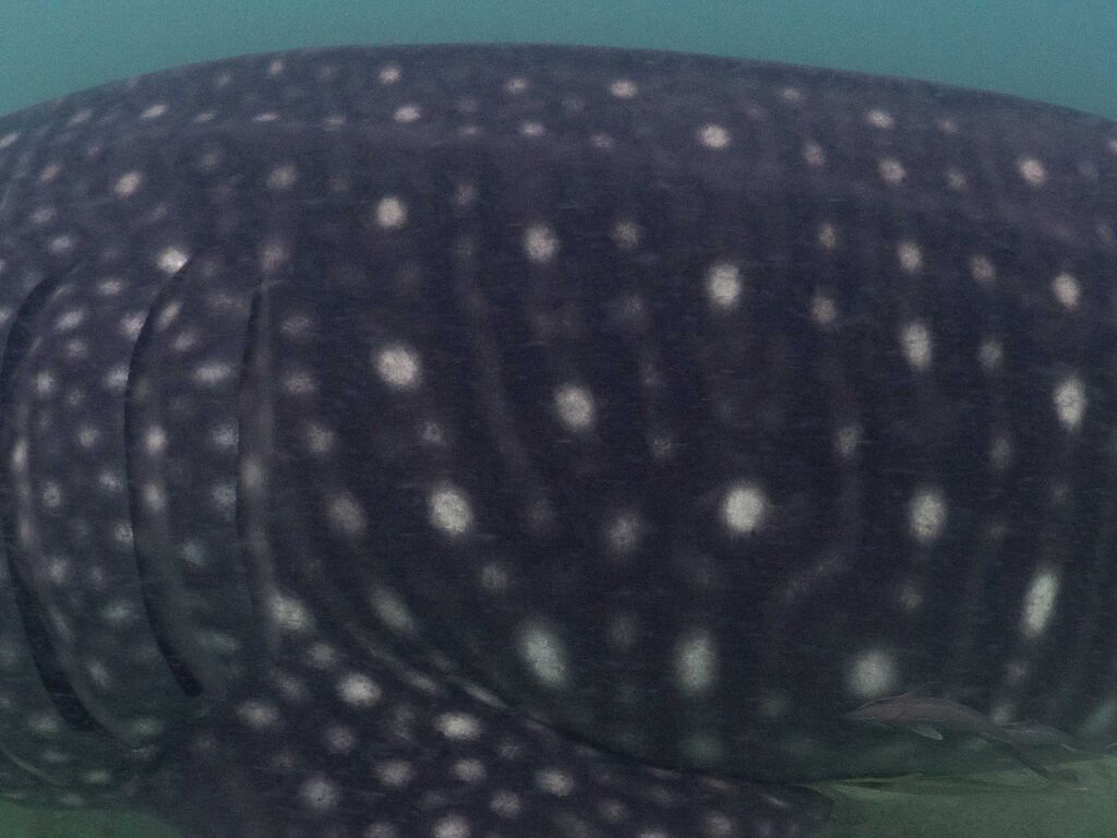 ff31e06a-881d-47a8-8da9-9c249cd8caba