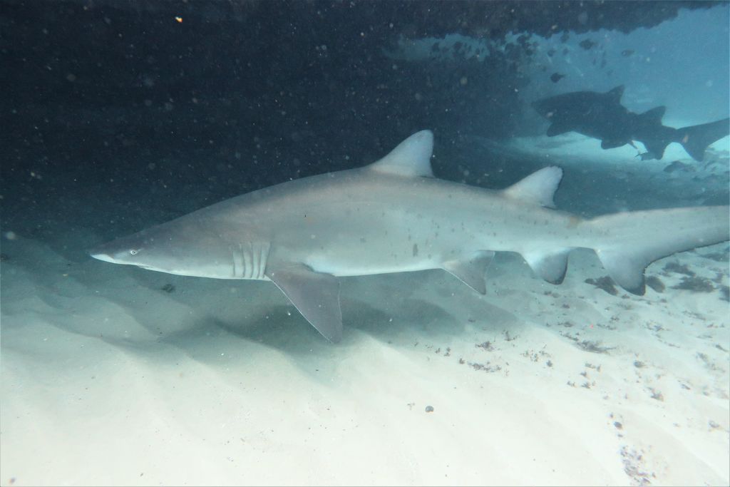 e43ce231-ca3c-45f0-a3d4-2f10d7c03205