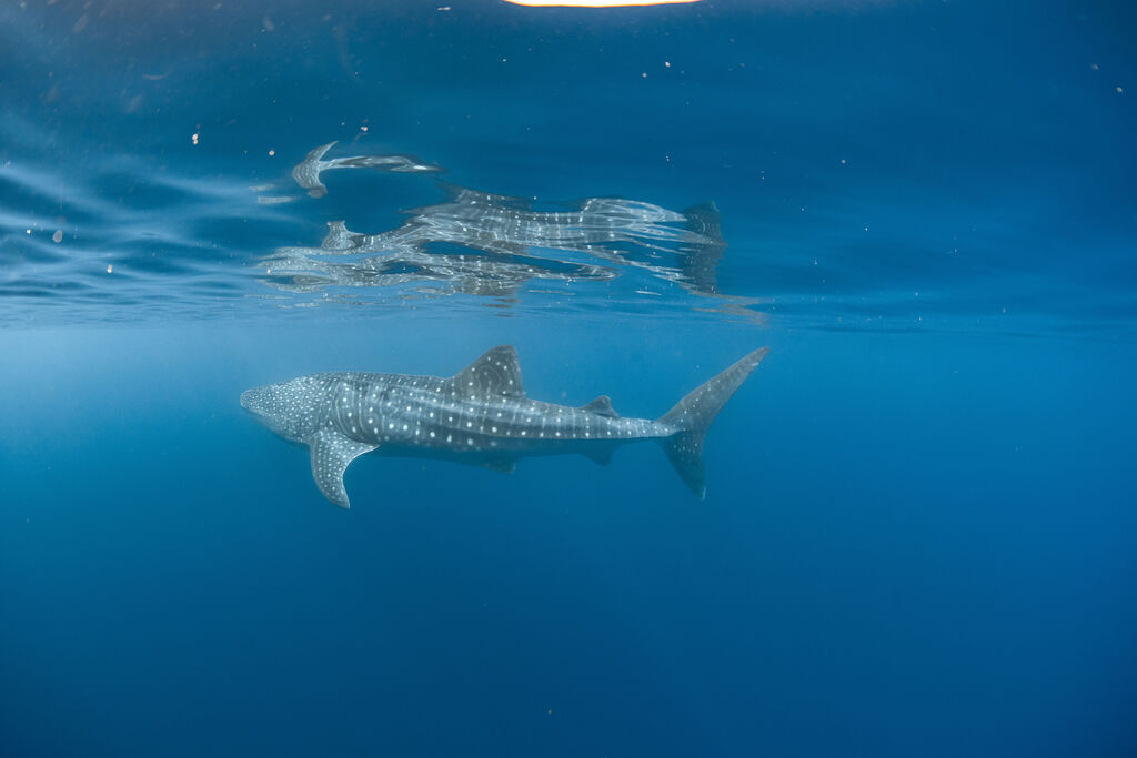 cc92a15e-662d-446a-a056-1552ec9ed9ac