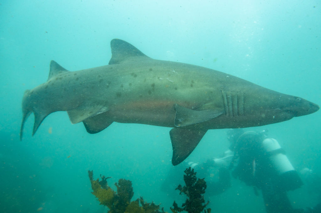 a81d5634-0218-4303-88f3-d6060e72596d