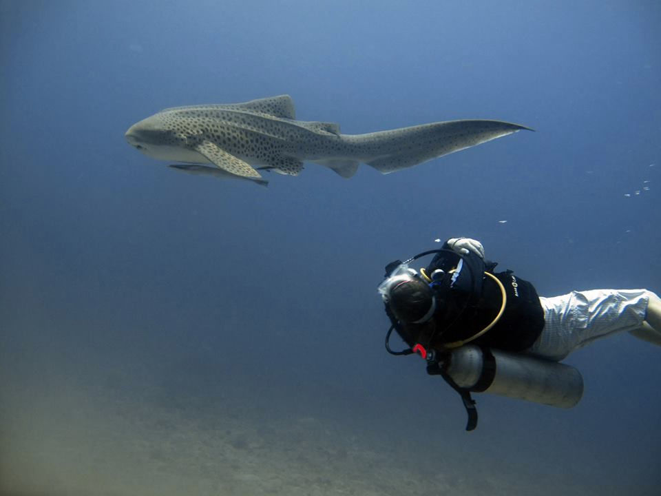 97e0e33d-06aa-4f4e-b789-0d076f0c9ccd