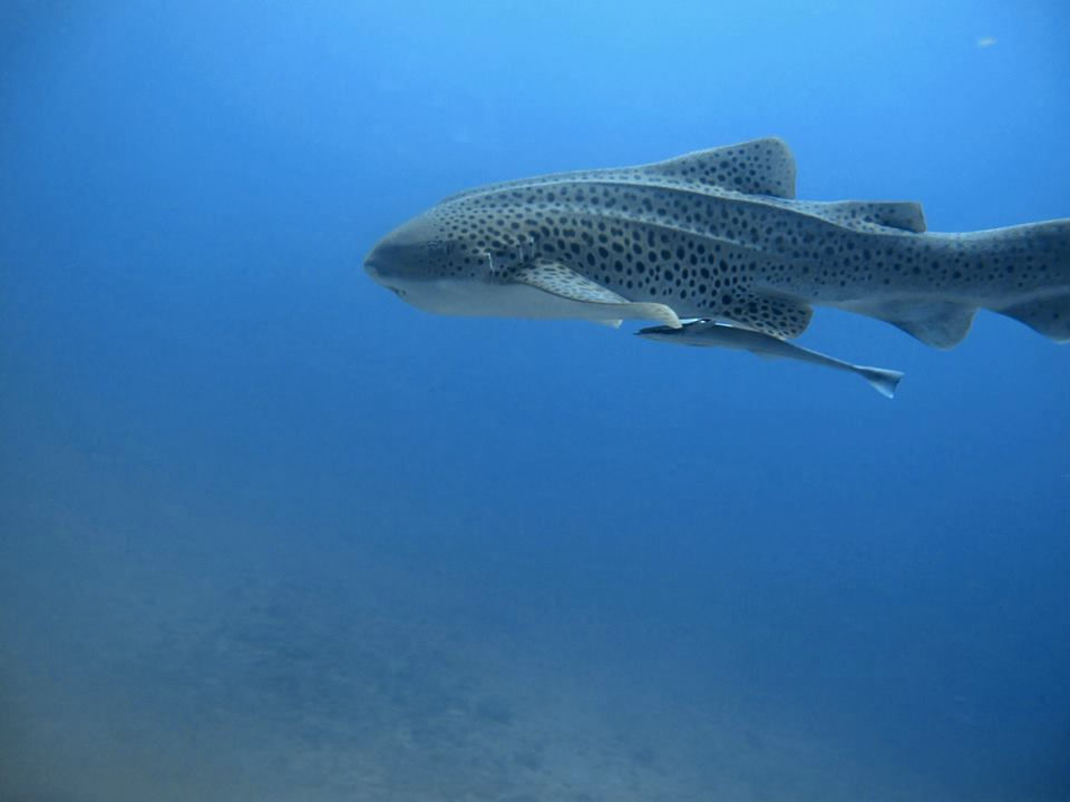 97e0e33d-06aa-4f4e-b789-0d076f0c9ccd