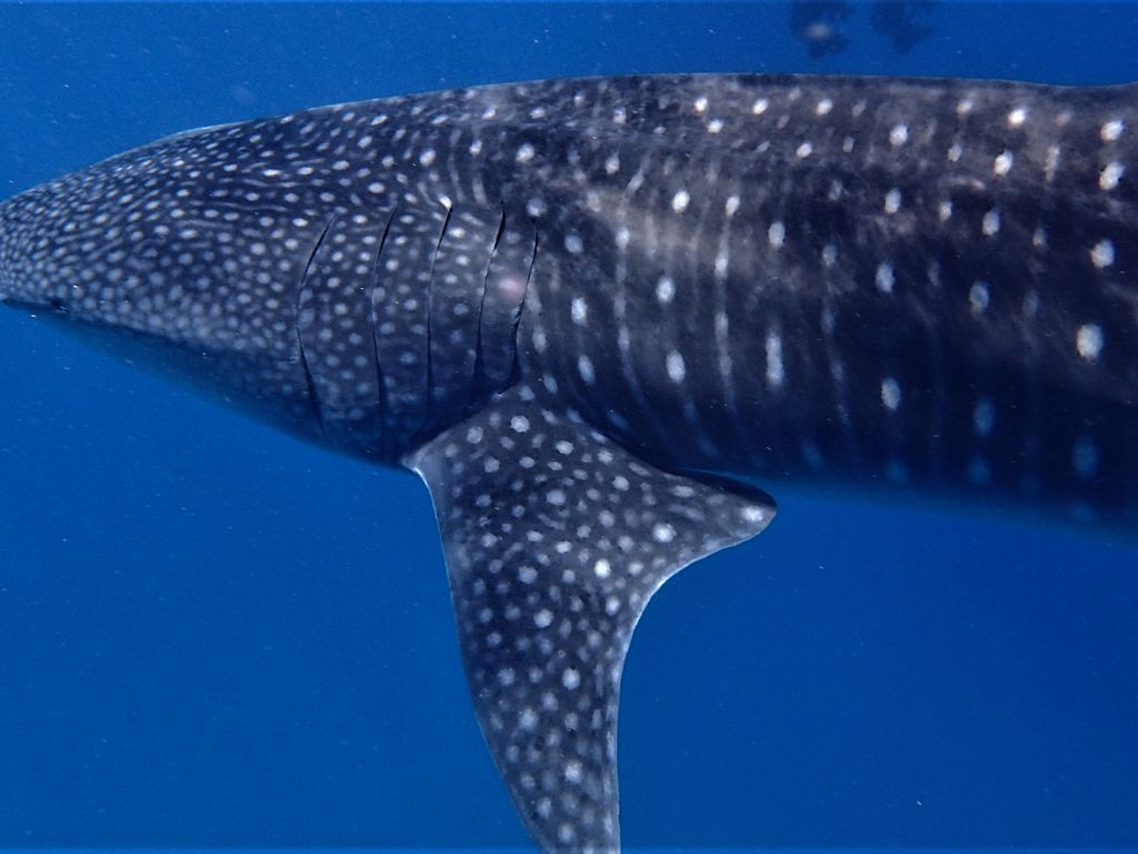 9cc70fcb-fc8d-4f32-aa17-8e534e350497