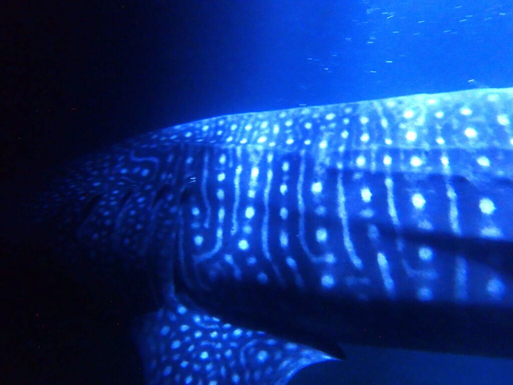 edc8186c-8fd0-4698-b065-ae8c3c031611