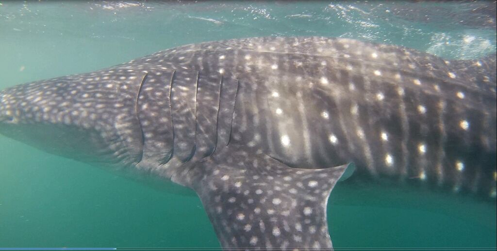 ea00539f-10b2-49df-b4d0-1198b252cb67