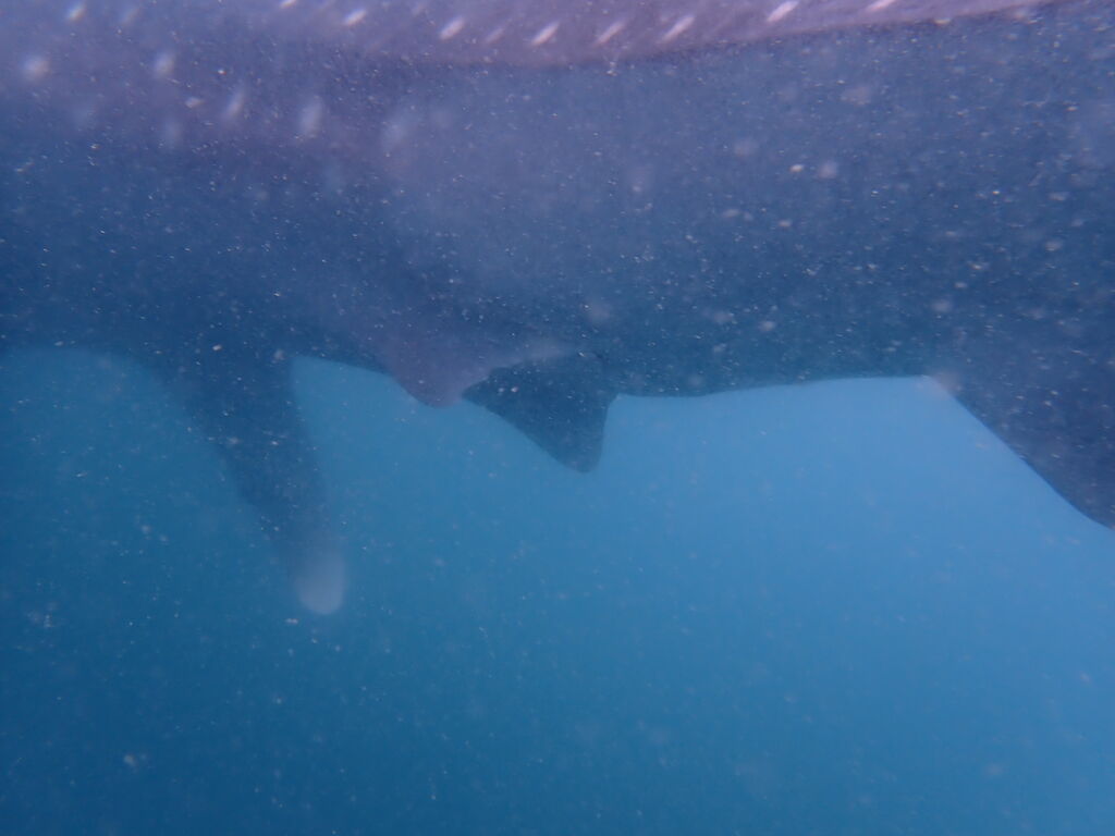 225bcc1a-619c-4191-a662-7319a99e96dd