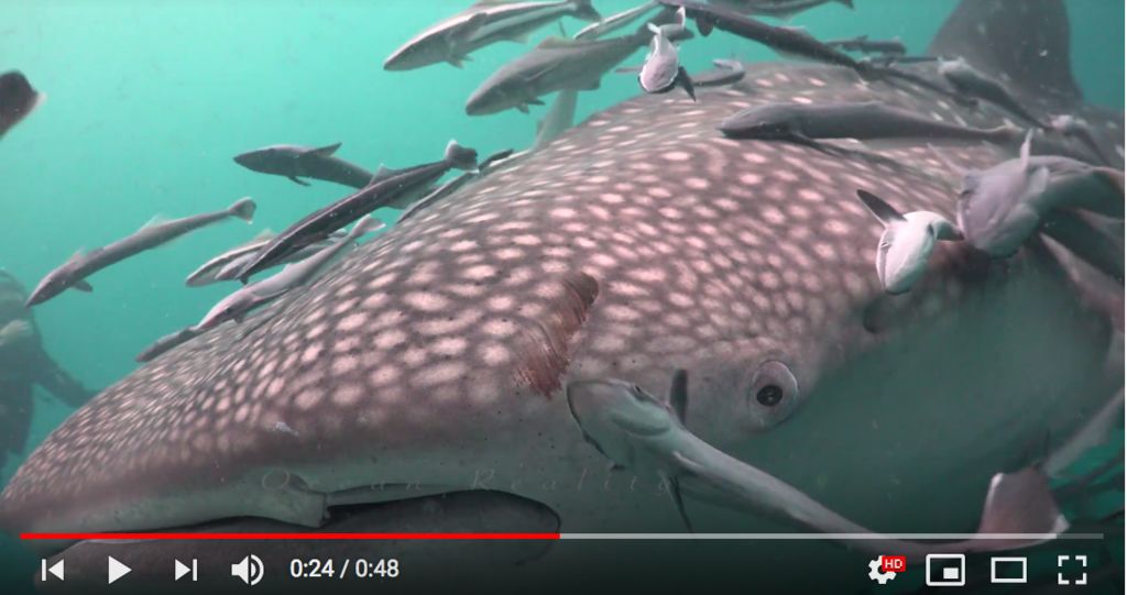 2ef6d29d-632e-4477-9a0e-95653c40ab6a