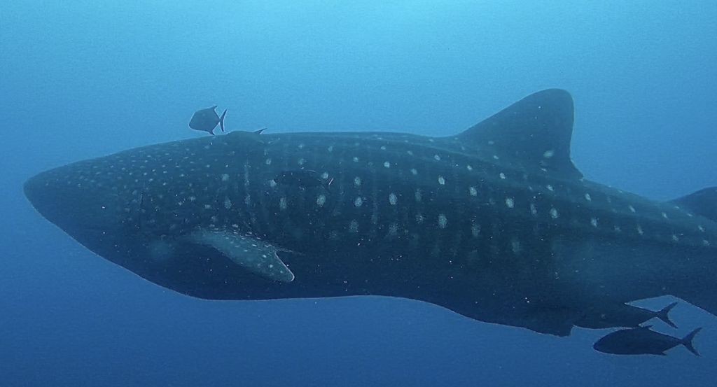 d83a19a7-f59e-4968-8573-c91631dc5da9