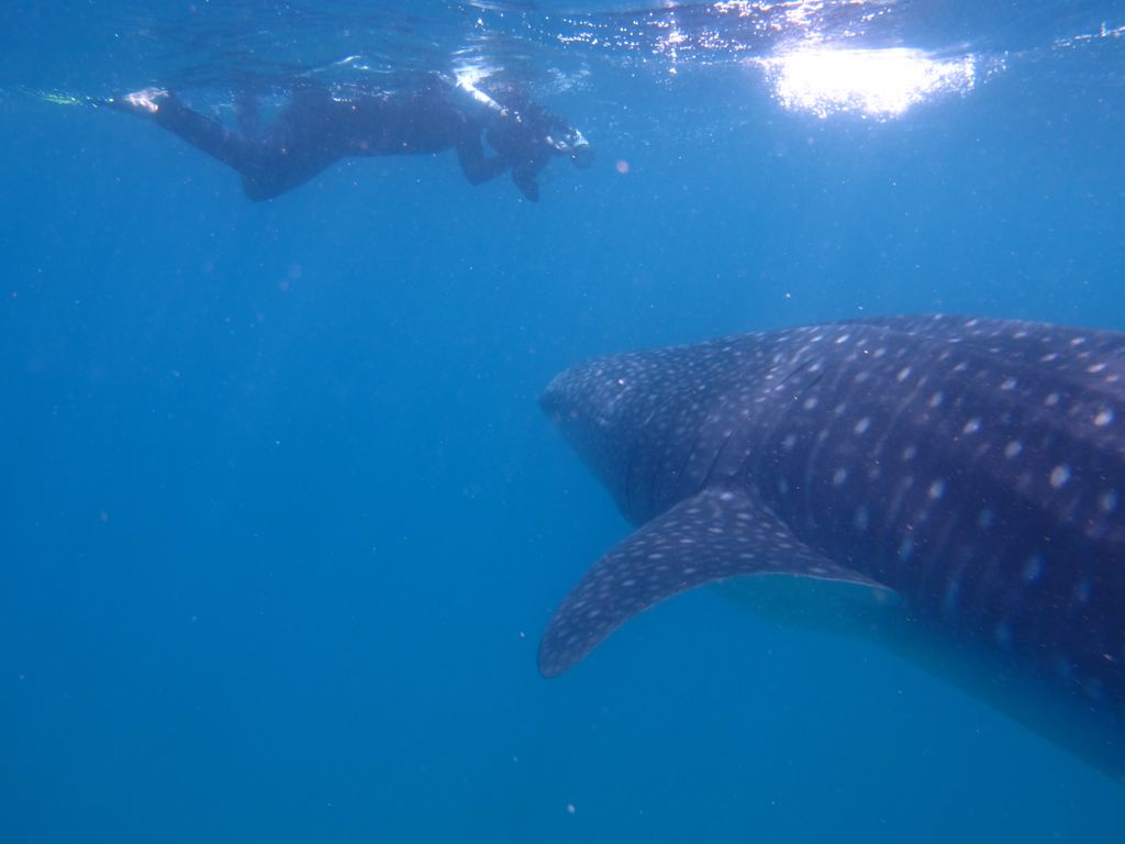 9e1c43f3-492b-4291-a93d-5143c8dfdde9