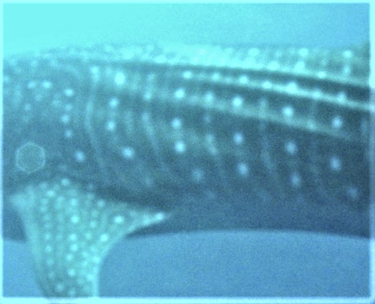 98284499-0538-4a30-bd21-ac957a234dcf