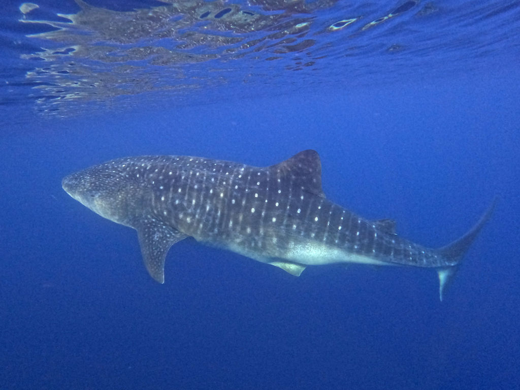 f267ca06-182a-4639-87dc-6e2d68c7627f