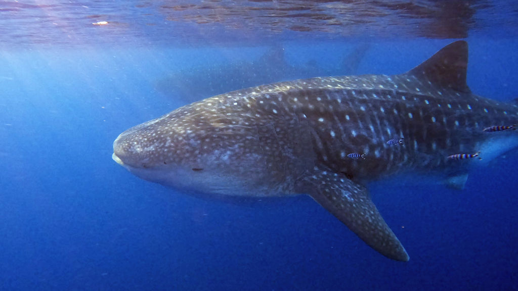 f267ca06-182a-4639-87dc-6e2d68c7627f