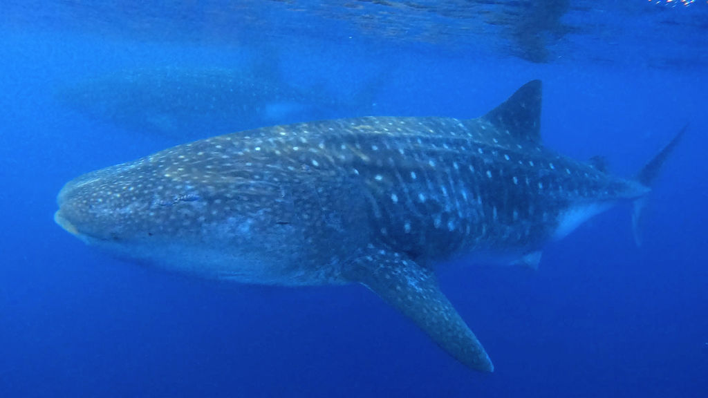 f267ca06-182a-4639-87dc-6e2d68c7627f