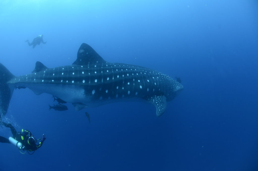 4adde52f-8636-4619-b8f3-620b3e4a7da5