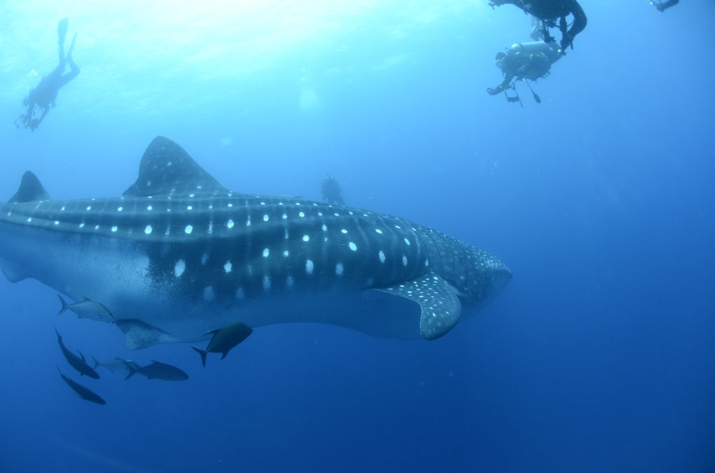 4adde52f-8636-4619-b8f3-620b3e4a7da5