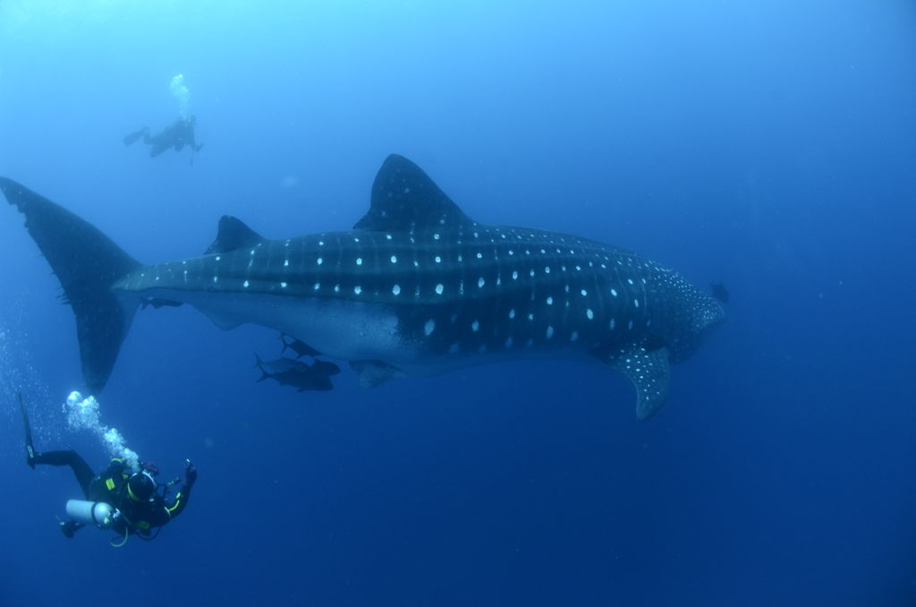 4adde52f-8636-4619-b8f3-620b3e4a7da5