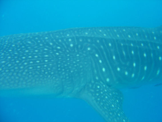 c445b9a4-d5d6-4532-91dd-cab75160cde9