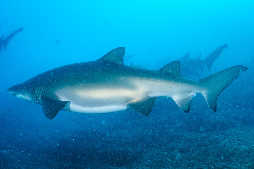 32e151c8-8be2-4cd3-b251-26c7054d09c4