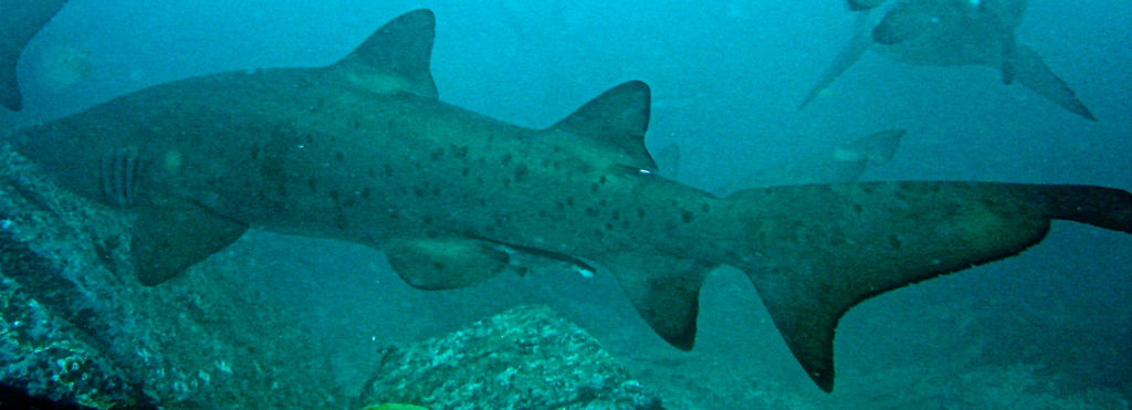 cade9dc7-580a-4838-80bd-c453c3825f7d