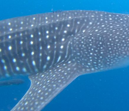 f8306f7a-8f80-4489-8da7-2639075dcc1a