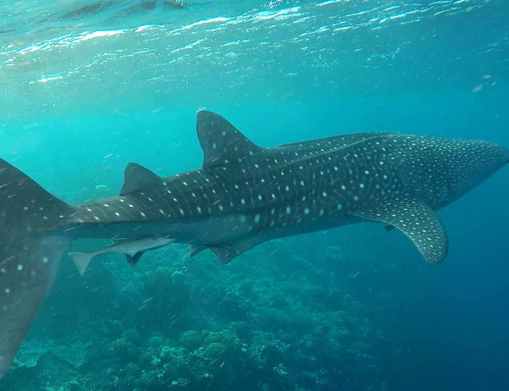 d4297c39-b1aa-402e-a2d3-ce4c5c2f5509