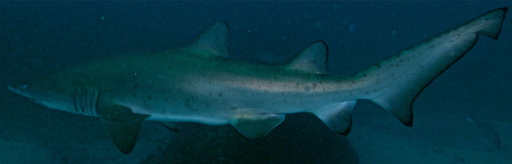 0a9251d1-8ded-4332-8822-e2f9a6e58ce3