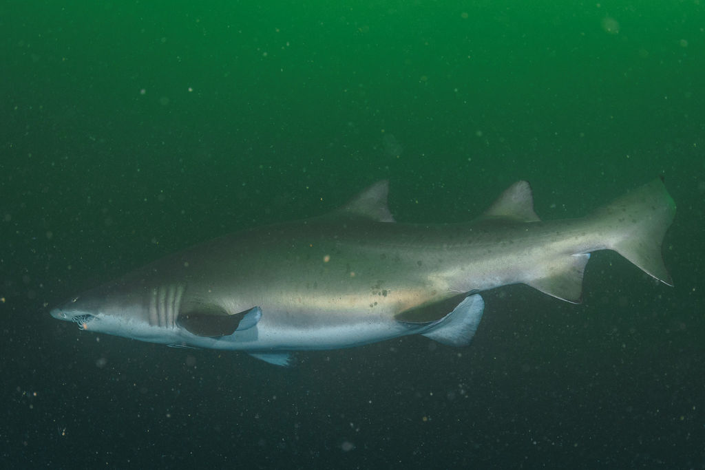 520207b2-5e04-4131-934e-0a2d73cf0af0