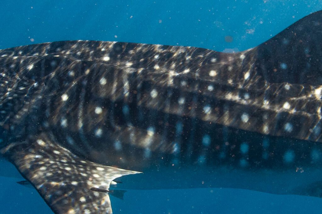 ea4aaa93-2492-4625-b96f-0c1d4181e58f