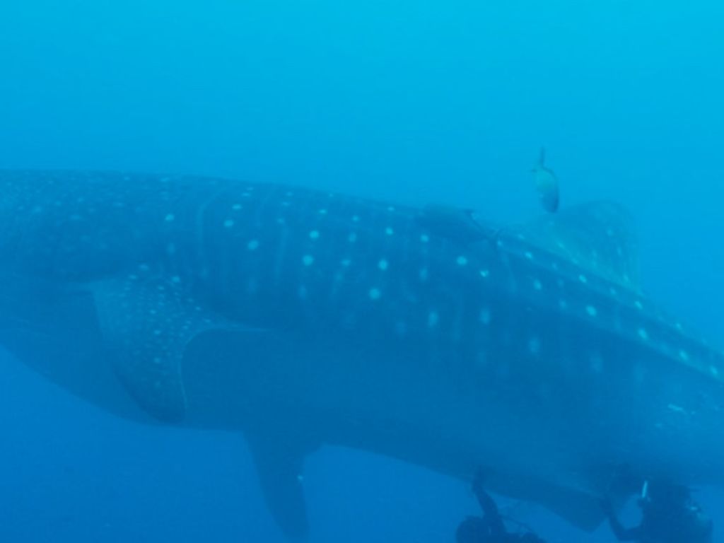 226e21ac-d482-42bc-82ec-bcc0249ff61f