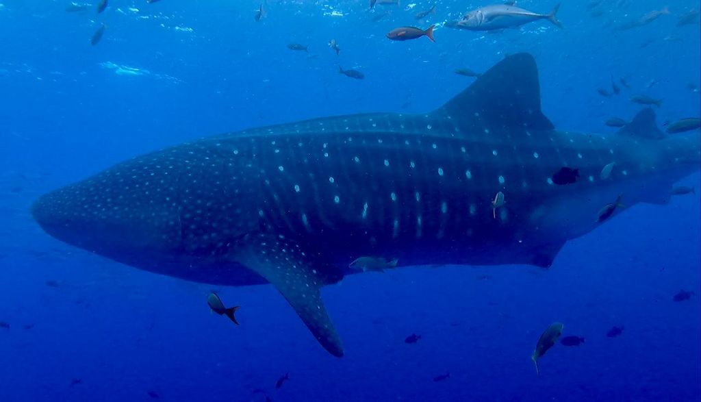 3ba17214-def7-4017-a294-ec2070d34332