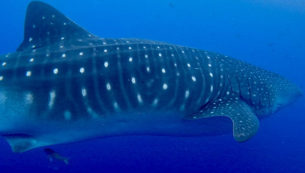 3ba17214-def7-4017-a294-ec2070d34332