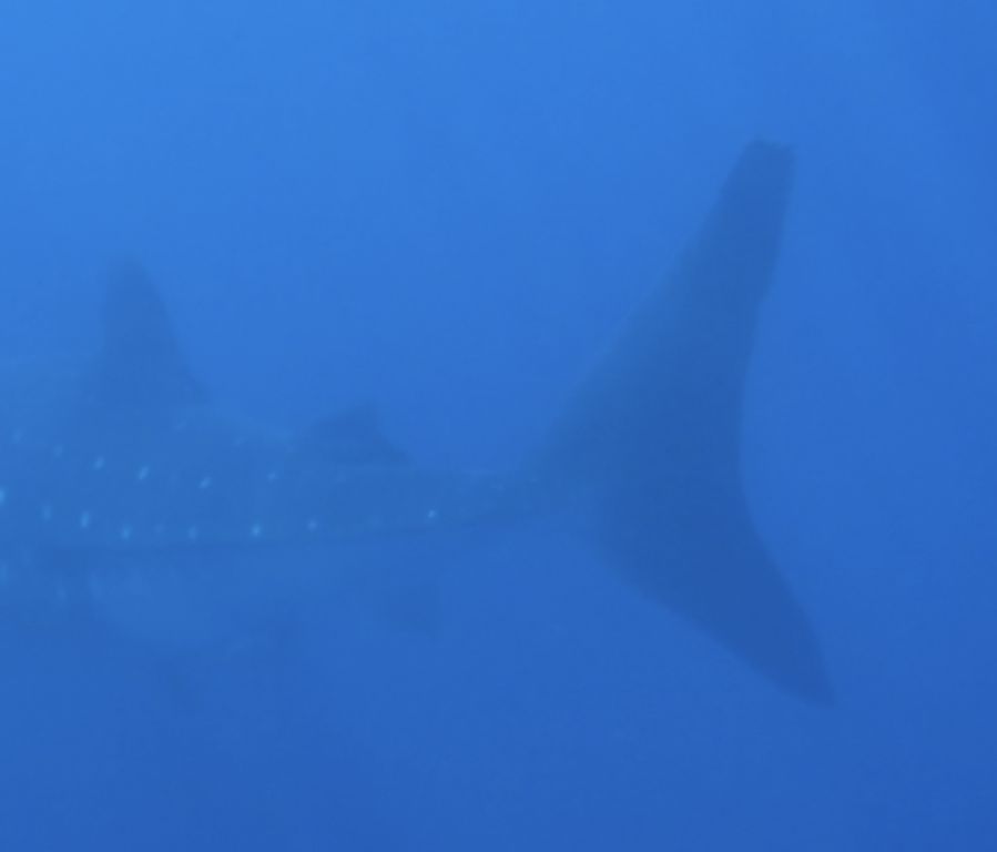 36d7a10a-bde1-433a-a790-016ad38ed752