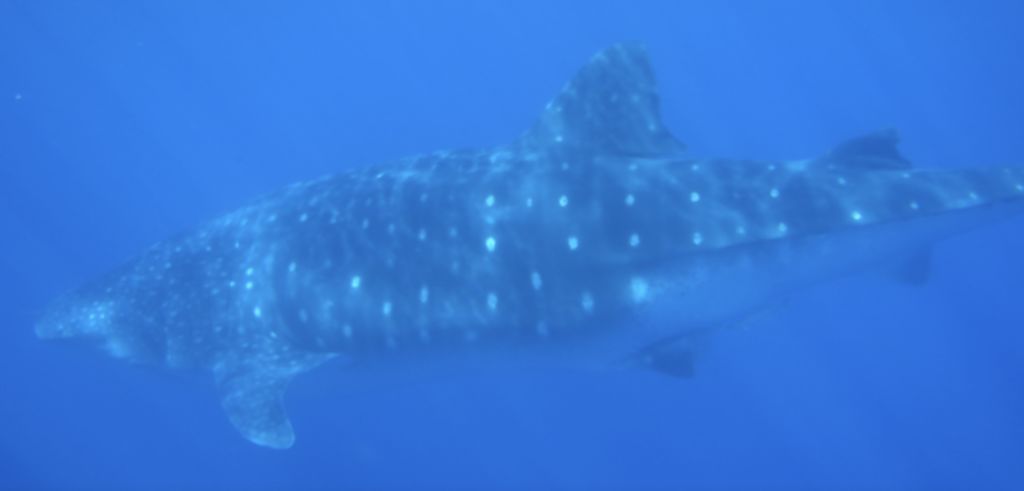 36d7a10a-bde1-433a-a790-016ad38ed752