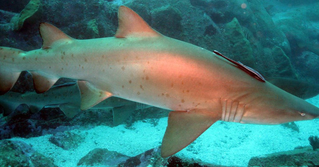 84c353ab-483f-4a1d-9abb-db19f2798d64