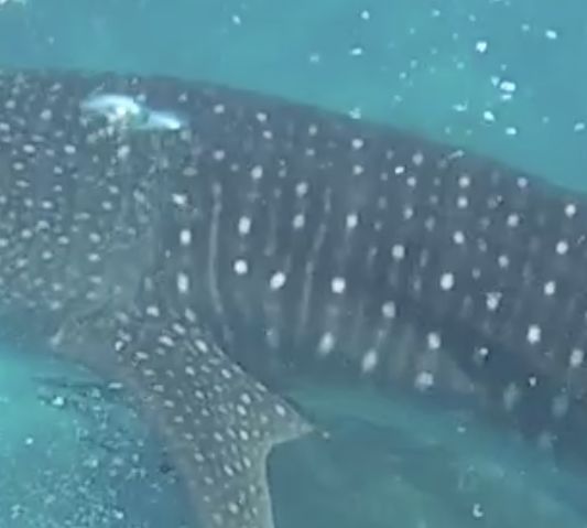 7e25e8e6-7480-4668-8144-3b84f7b8c656