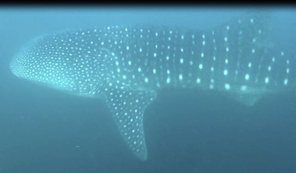 6f037bd0-f21f-433f-940d-175738ed3c8e