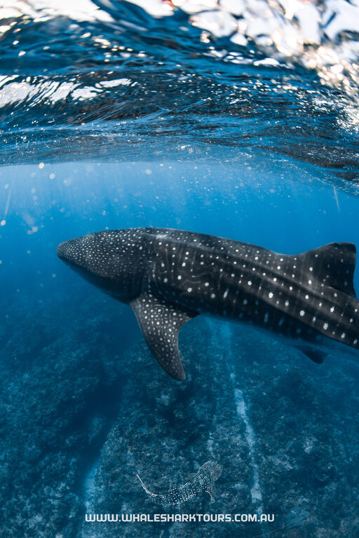 6caa2049-c312-4baa-8665-61c73dbc9259