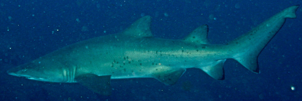 60006e4b-e18b-44f5-bb48-37ad12d4241f