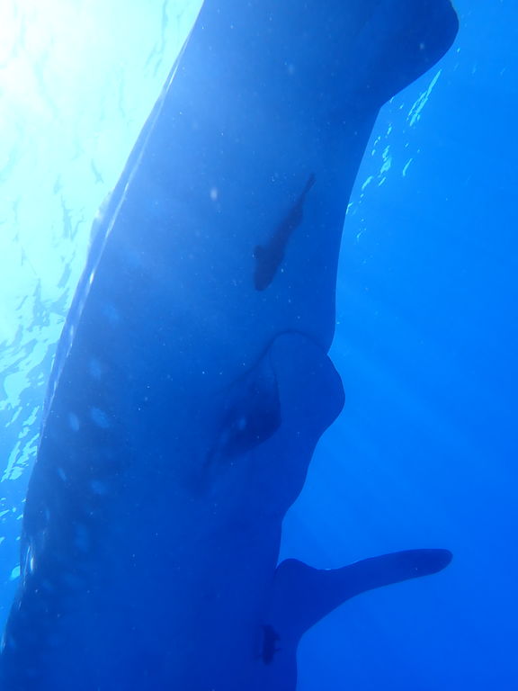 4de21f5e-d079-4a76-bb70-98c61f66ca22