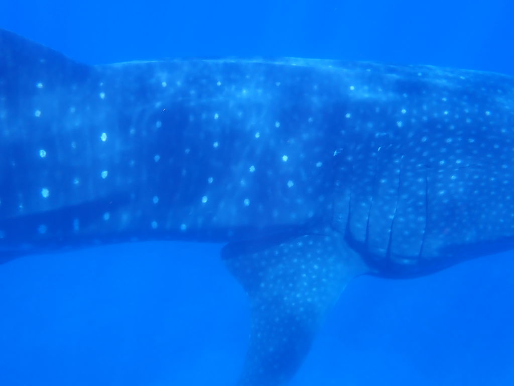 4de21f5e-d079-4a76-bb70-98c61f66ca22