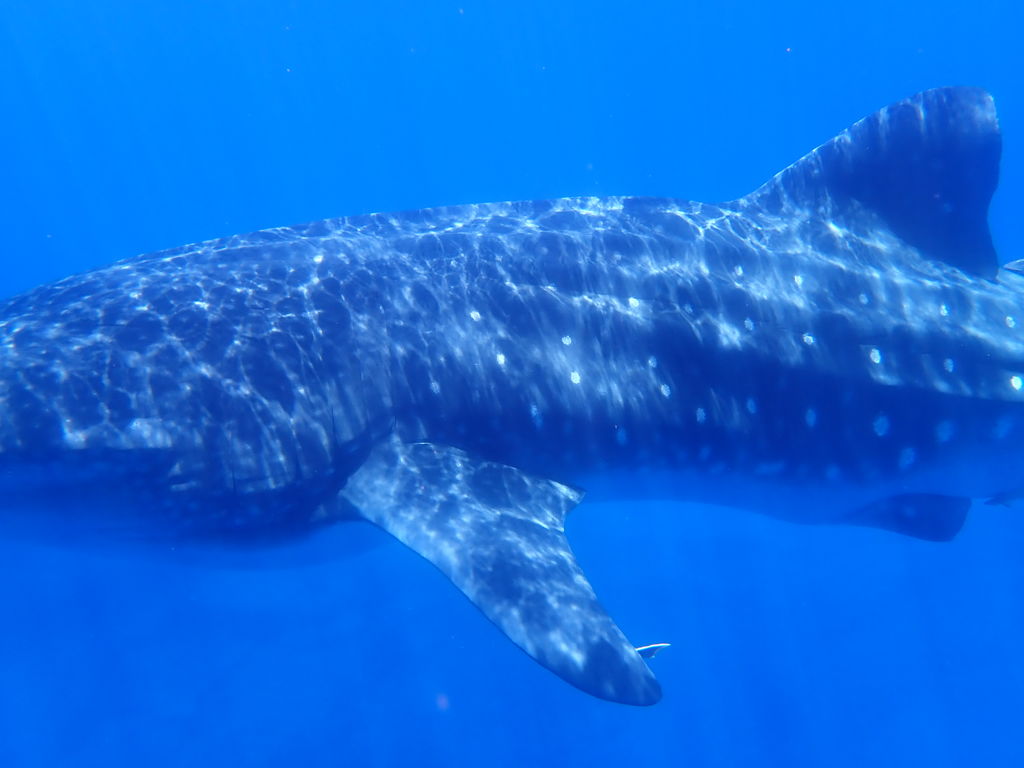 4de21f5e-d079-4a76-bb70-98c61f66ca22