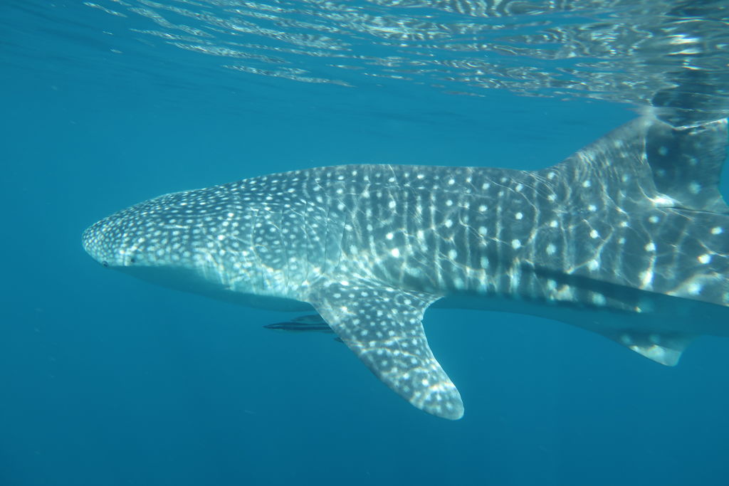 d128d353-c013-4e0e-b13a-45483c33b817